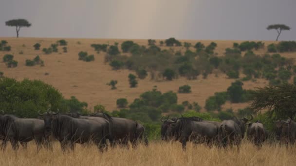 Herd Gnus Masai Mara — Stock Video