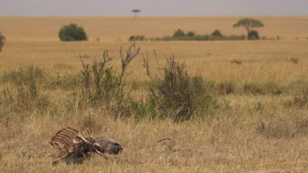 Karkas Masai Mara — Stockvideo