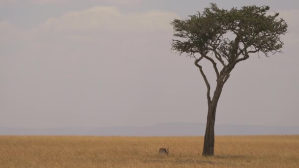 Thomson Gazelle Acacia Tree Masai Mara — Stock Video