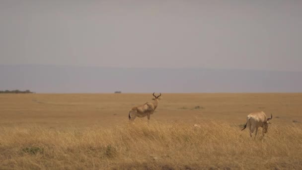 Cola Hartebeests Masai Mara — Vídeo de Stock