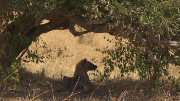 Iena Sdraiata Sotto Albero — Video Stock