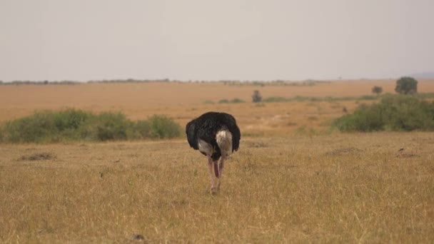 Avestruz Pastando Savana — Vídeo de Stock