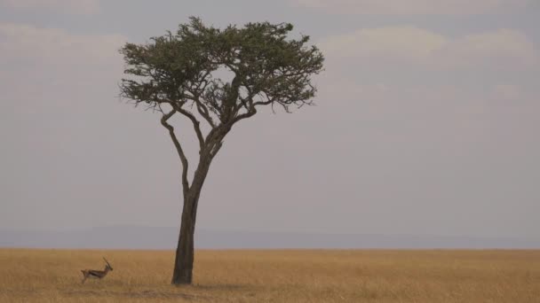 Thomson Gazelle Bij Een Acaciaboom — Stockvideo