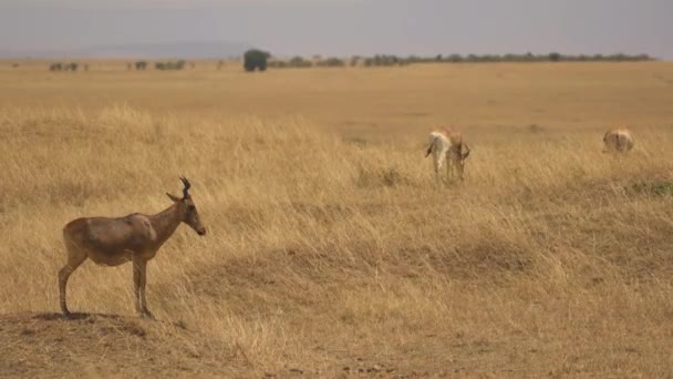 Cokes Hartebeest Masai Mara — Stockvideo