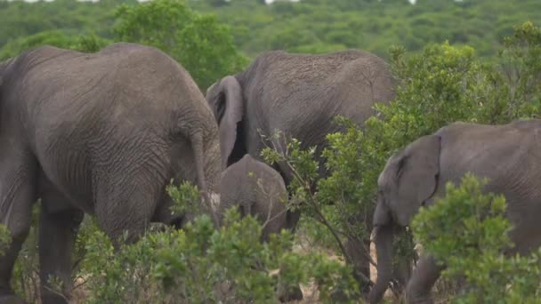 Стадо Слонов Африке — стоковое видео