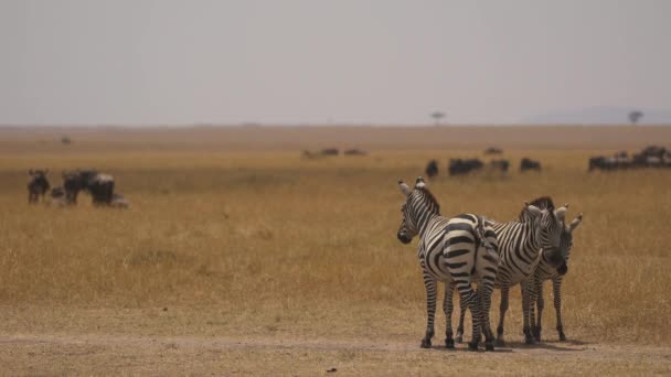 Zebra Andere Wilde Dieren Masai Mara — Stockvideo