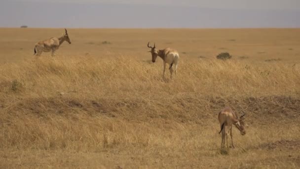 Kokainin Antilopları Masai Mara Otluyor — Stok video