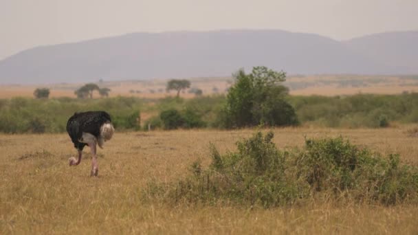 Ostrich Grazing Maasai Mara National Reserve — Stock Video