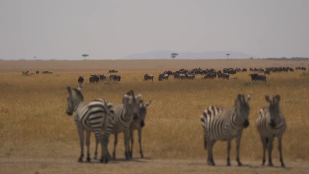 Wilde Beesten Weinig Zebra Droge Vlakten — Stockvideo