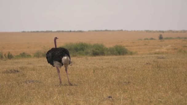 Struisvogelweiden Masai Mara — Stockvideo