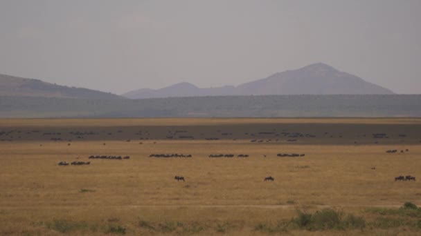 Wilde Dieren Open Vlaktes Van Masai Mara — Stockvideo