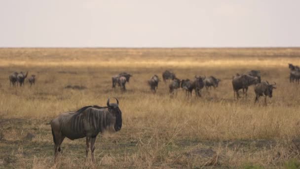 Les Gnous Dans Désert — Video