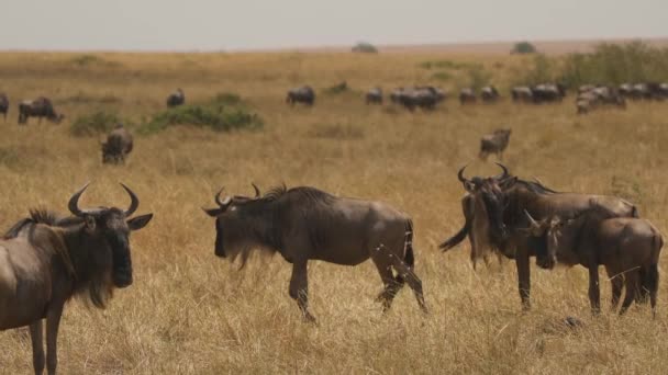 Gnussherde Auf Den Ebenen Der Masai Mara — Stockvideo