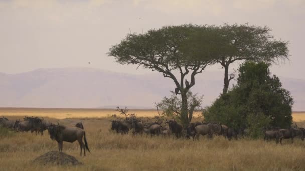 Les Gnous Près Acacia — Video