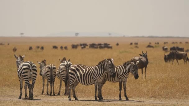 Zebra Wilde Beesten Wildernis — Stockvideo