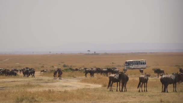 Buss Passerar Flock Gnus Masai Mara — Stockvideo