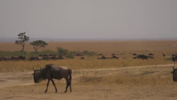 Hjord Gnus Masai Mara — Stockvideo