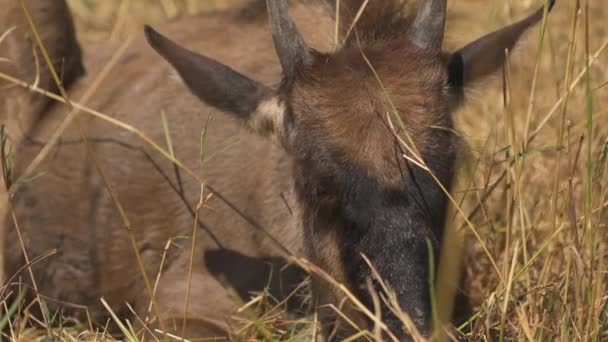 Antílope Topi Joven Masai Mara — Vídeo de stock