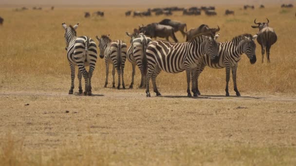 Zebras Och Gnus Savannen — Stockvideo