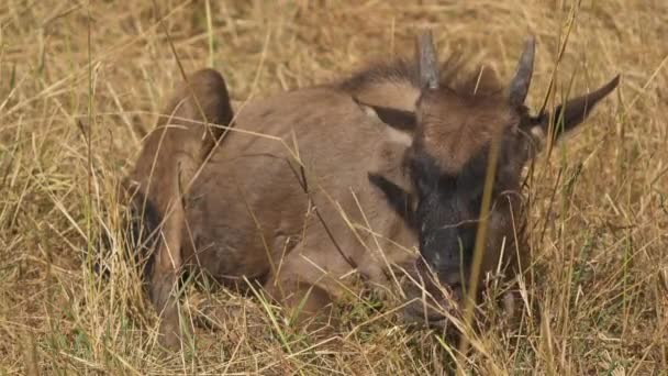 Giovane Antilope Topi Masai Mara — Video Stock