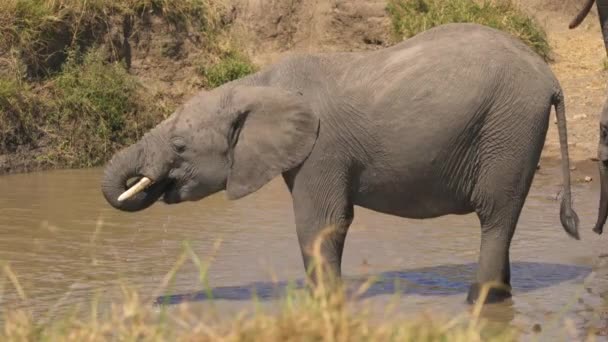 Afrikai Elefánt Borjú Ivóvíz — Stock videók