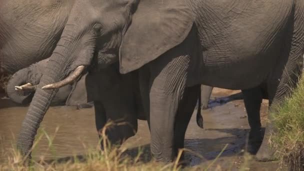 Elefanten Und Ein Kalb Trinken Wasser — Stockvideo