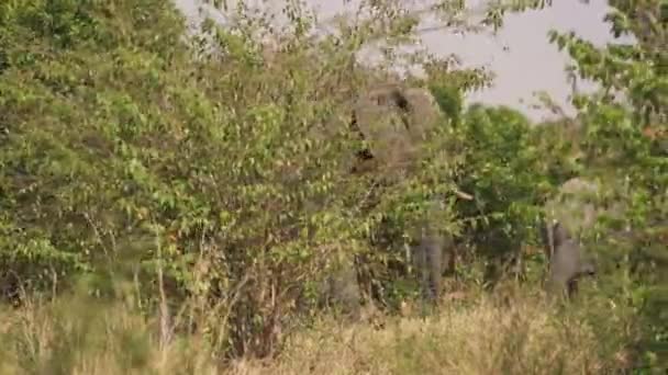 在马赛马拉的灌木丛中看到的大象 — 图库视频影像