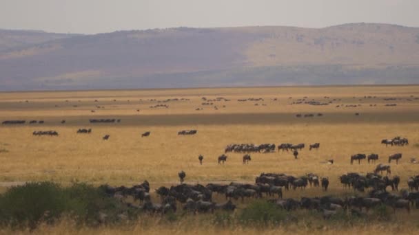 Pan Right Wildebeests Masai Mara — Stock Video