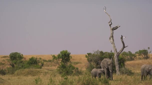 Elefante Terneros Sabana — Vídeo de stock