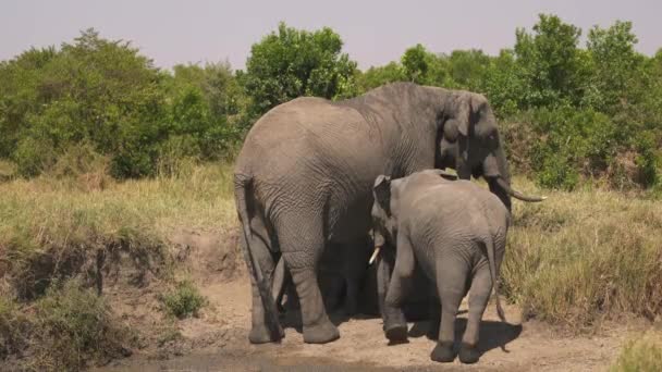 Słoń Cielętami Masai Mara — Wideo stockowe