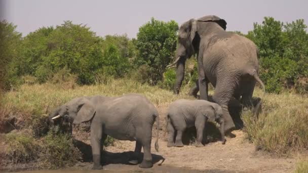 Elefante Com Dois Bezerros — Vídeo de Stock