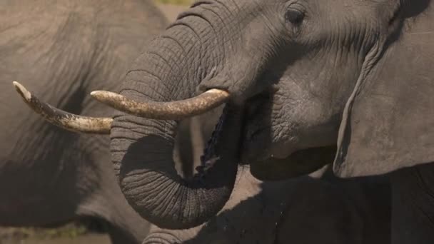 Fechar Elefante Água Potável — Vídeo de Stock