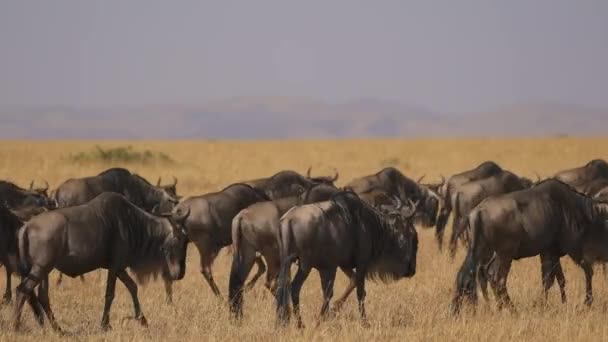 Wildebeests Caminando Reserva Nacional Maasai Mara — Vídeos de Stock