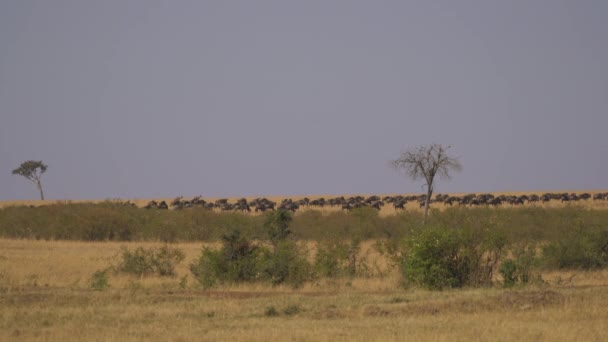 Masai Mara Med Besättning Gnus — Stockvideo