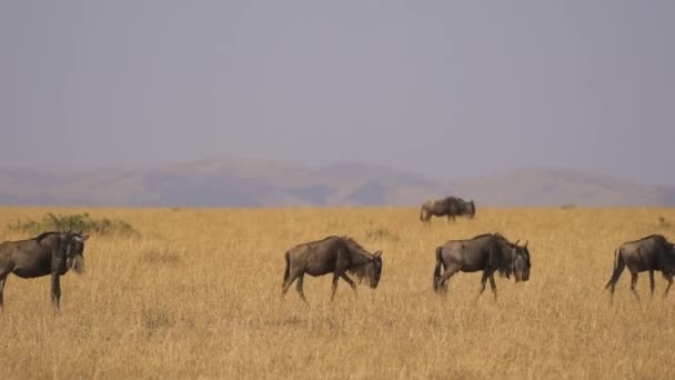 Hjord Gnuer Med Kalv Masai Mara — Stockvideo