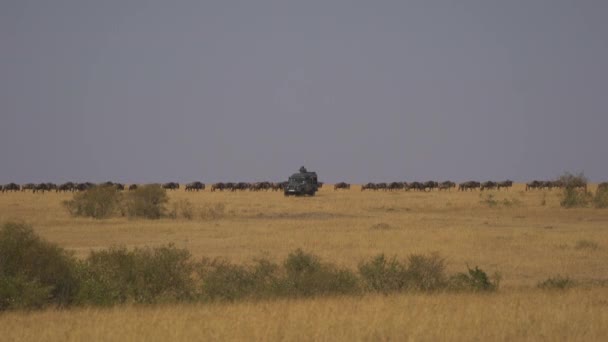 Αγέλη Του Gnus Και Ένα Σαφάρι Αυτοκίνητο — Αρχείο Βίντεο