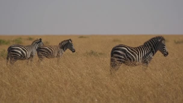 Pan Right Zebras Tall Dry Grass — Stock Video