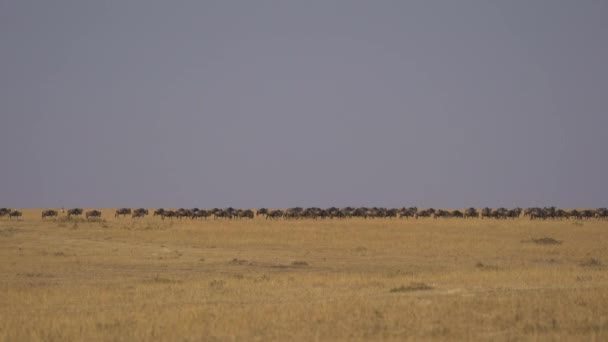 Gnus Masai Mara — Vídeo de Stock