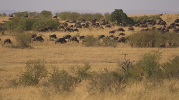 Herd Gnus Grazing Masai Mara — Stock Video