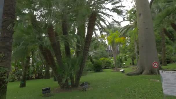 Palmeras Parque — Vídeo de stock