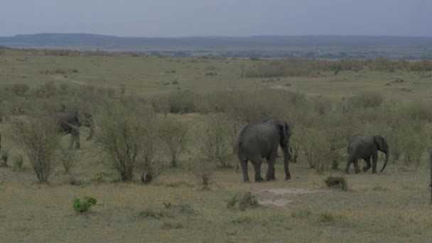 Elefanti Vitello Che Camminano Tra Cespugli — Video Stock