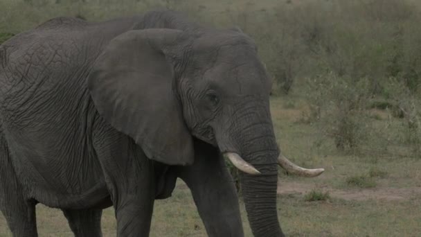 Elefante Africano Comer Sozinho — Vídeo de Stock