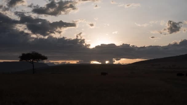 Timelapse Maasai Mara Mattino — Video Stock