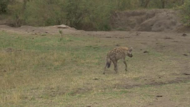 在马赛马拉散步的斑点鬣狗 — 图库视频影像