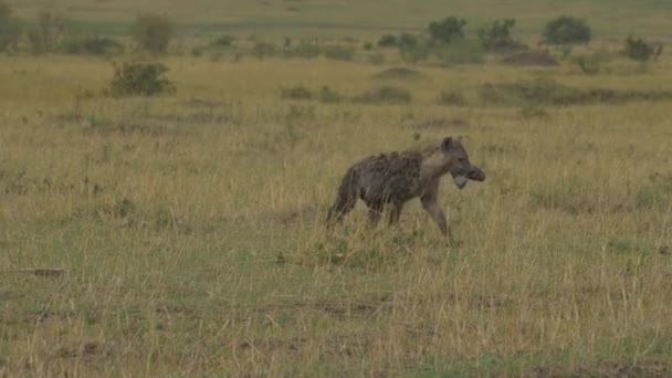 Hiena Llevando Pierna Animal — Vídeo de stock