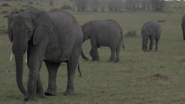 Elefantes Africanos Andando Comendo — Vídeo de Stock