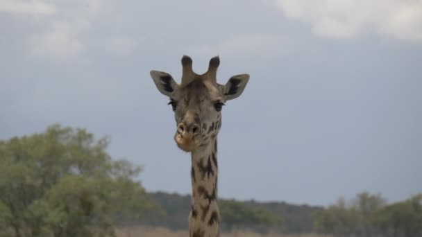 Close Giraffe — Stock Video