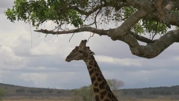 Giraffe Frisst Unter Einer Akazie — Stockvideo