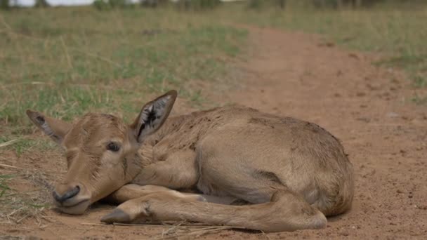 Veau Antilope Couché — Video