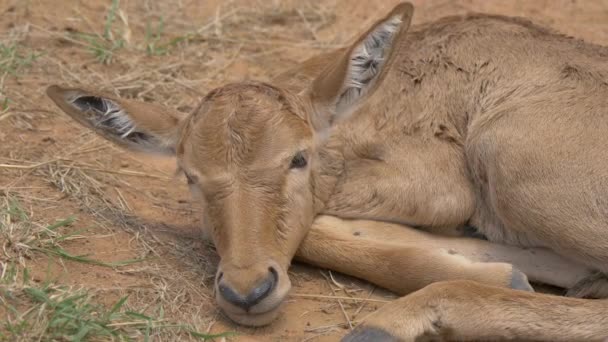 Antilope Kalf Liggend Grond — Stockvideo